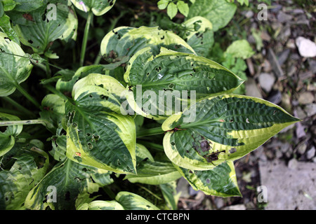 Hosta larga tesa mangiato da slug Foto Stock