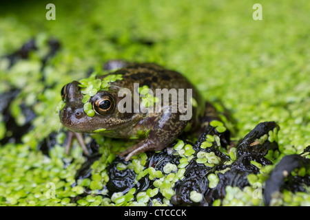 Giardino in comune rana seduto su un log in uno stagno coperto di lenticchia d'acqua Foto Stock