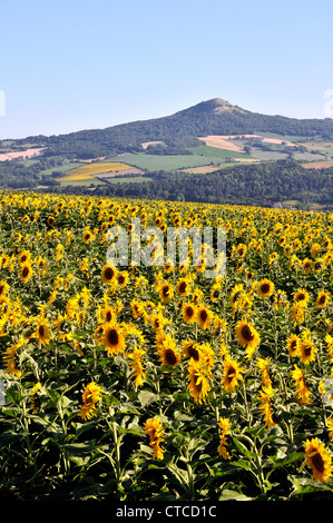 Campagna Puy de Dome Auvergne Francia Foto Stock