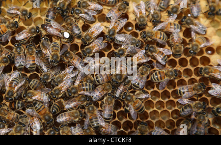 Queen Bee contrassegnati con bianco su un telaio in un alveare colore del marchio indica l'anno fu tratteggio Foto Stock