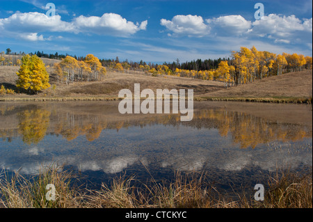 Boschetti di autunno aspen alberi sono riflesse in un piccolo lago Foto Stock