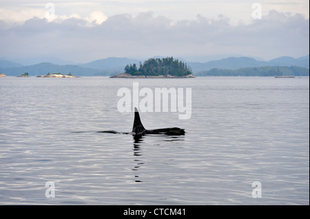 Balena Killer (Orcinus orca) residente pod estate salmone territorio alimentazione, Johnstone Strait, Isola di Vancouver Foto Stock