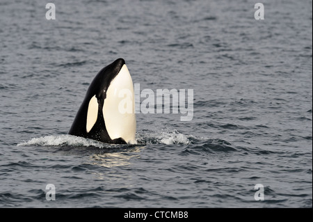 Balena Killer (Orcinus orca) Spy-hopping pod transitoria estate il territorio di alimentazione, Johnstone Strait, Isola di Vancouver Foto Stock