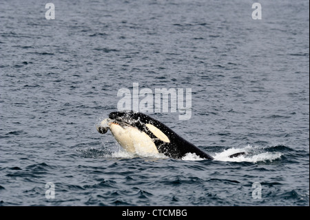 Balena Killer (Orcinus orca) Spy-hopping pod transitoria estate harbour guarnizione preda di alimentazione Johnstone Strait, Isola di Vancouver Foto Stock