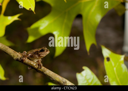 Pinete treefrog (Hyla femoralis) circa per saltare Foto Stock