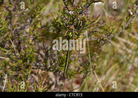 Smeraldo brillante dragonfly, Somatochlora metallica Foto Stock