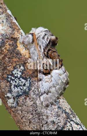 Dado albero di Tussock moth, Colocasia coryli Foto Stock