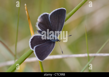 Piccolo Blue Butterfly, Cupido minimus Foto Stock