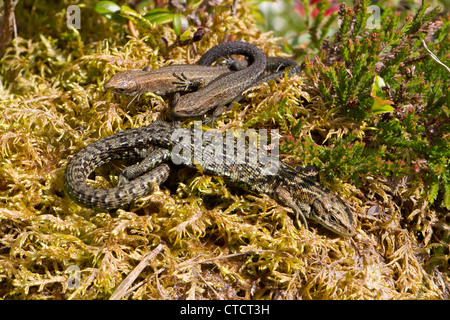 Adulto lucertola comune, Lacerta vivipara, crogiolarsi con due giovani lucertole Foto Stock