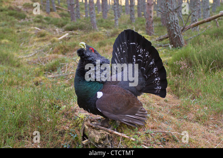 Maschio di gallo cedrone, Tetrao urogallus visualizzazione nelle Highland Scozzesi pineta habitat Foto Stock