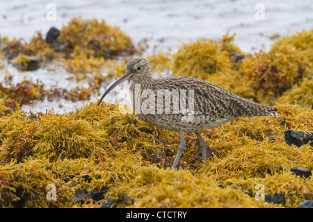 Eurasian Curlew, Numenius arquata sulla spiaggia rocciosa Foto Stock