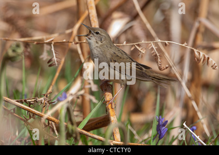 Grasshopper comune trillo, Locustella naevia trattura Foto Stock