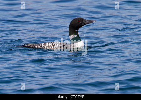 Great Northern Diver, Gavia immer in estate piumaggio Foto Stock