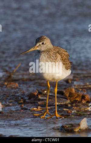 Maggiore, Yellowlegs Tringa melanoleuca Foto Stock