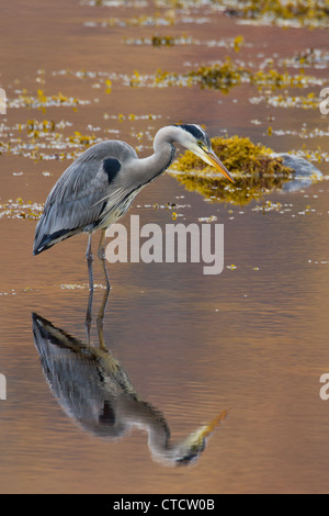 Airone cenerino, Ardea cinerea avanzamento sul mare scozzese loch Foto Stock