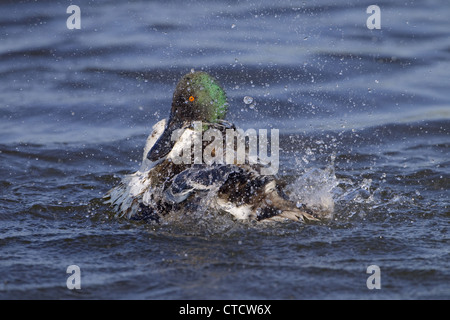 Mestolone Anas clypeata drake la balneazione Foto Stock