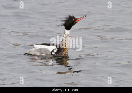 Drake Red-breasted Merganser, Mergus serrator visualizzazione Foto Stock