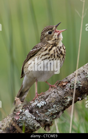 Tree Pipit, Anthus trivialis cantare dal pesce persico Foto Stock
