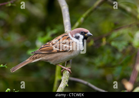 Eurasian Tree Sparrow, Passer montanus Foto Stock
