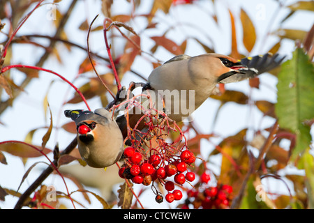 Bohemian Waxwing, Bombycilla garrulus alimentazione su bacche Foto Stock