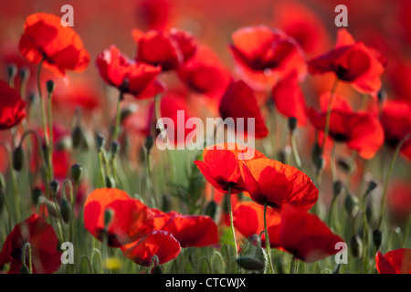 Poppies in crescita in un cornfield retroilluminati da Sun Foto Stock