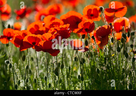 Poppies in crescita in un cornfield retroilluminati da Sun Foto Stock