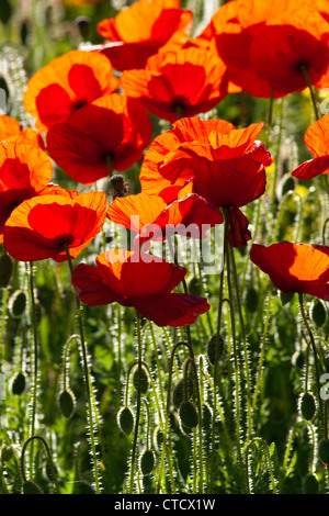 Poppies in crescita in un cornfield retroilluminati da Sun Foto Stock