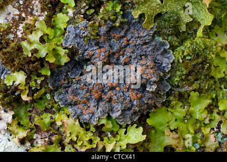 Prugna a frutto grosso feltro lichen, Degelia plumbea crescente sul vecchio tronco di cenere con Tree lungwort, Lobaria pulmonaria Foto Stock