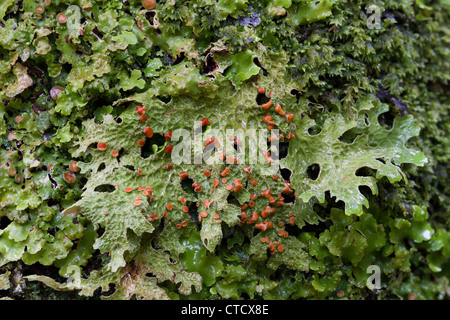 Lungwort Lichen, Lobaria pulmonaria Foto Stock