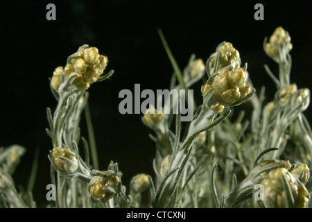 Immagine: Steve Race - Impianto di Curry (Helichrysum italicum o Helichrysum angustifolium) cresce in Catalunya, Spagna. Foto Stock