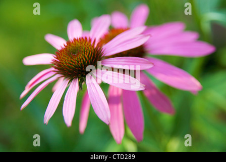 Le teste dei fiori di orientale purple coneflowers (Echinacea purpurea). Foto Stock