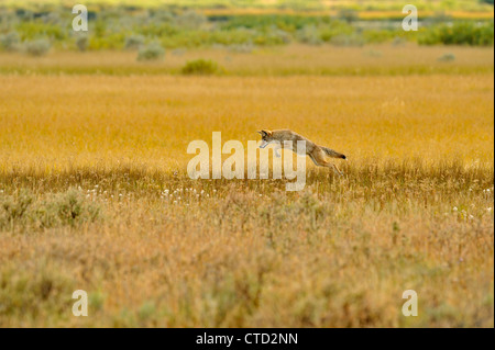 Coyote (Canis latrans) Caccia in Swan Lake appartamenti, il Parco Nazionale di Yellowstone, Wyoming USA Foto Stock