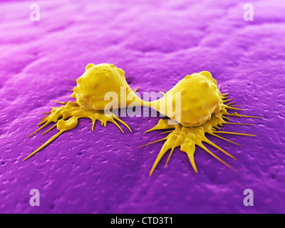Le cellule del cancro dividendo artwork Foto Stock