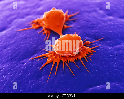 Le cellule del cancro dividendo artwork Foto Stock