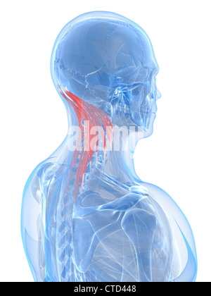 Muscoli del collo artwork Foto Stock