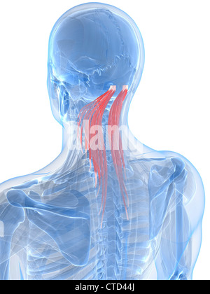 Muscoli del collo artwork Foto Stock