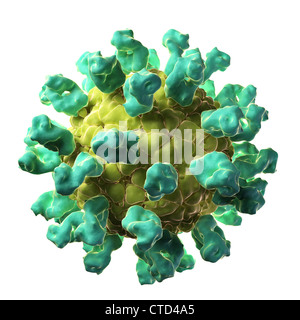 Afta epizootica particella di virus Foto Stock