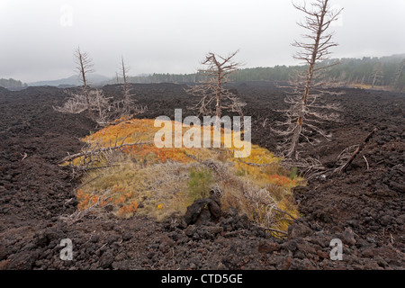 Il flusso di lava Etna, Sicilia Foto Stock