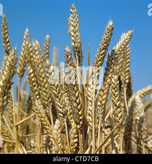 La maturazione spighe di grano contro un Cielo di estate blu Foto Stock