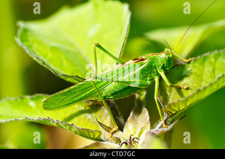 Primo piano di una grande macchia verde Cricket (Tettigonia viridissima) Foto Stock