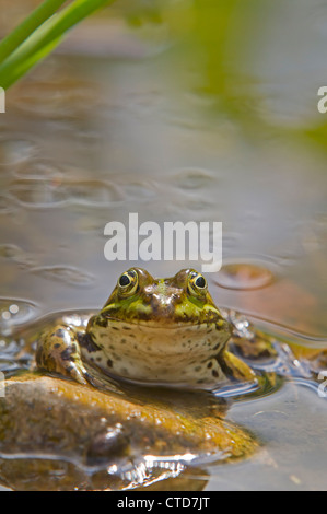 Acqua / rana Rana esculenta Foto Stock