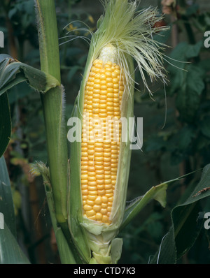 Grandi maturi dolci di tutoli di mais (Zea mays) esposta per mostrare i grani sulla pianta Foto Stock