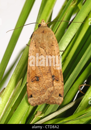 Grande giallo underwing (Noctua pronuba) adulto con ali chiuso Foto Stock