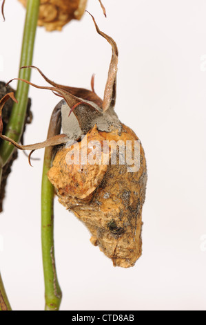 La muffa grigia Botrytis cinerea infezione su non aperti boccioli di rosa in condizioni di bagnato Foto Stock