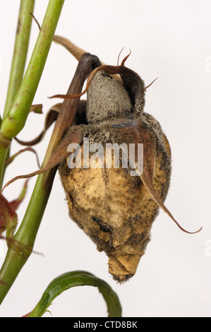 La muffa grigia Botrytis cinerea infezione su non aperti boccioli di rosa in condizioni di bagnato Foto Stock