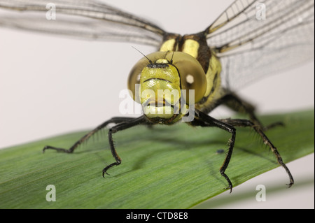 Southern hawker libellula Aeshna cyanea appena tratteggiato testa di adulto e occhielli Foto Stock