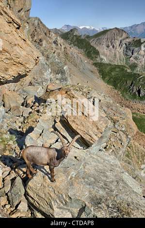 Stambecco delle Alpi italiane Foto Stock