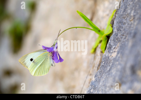 Tempo lasciato Butterwort; Pinguicula longifolia; con grande farfalla bianca; Pirenei; Spagna Foto Stock