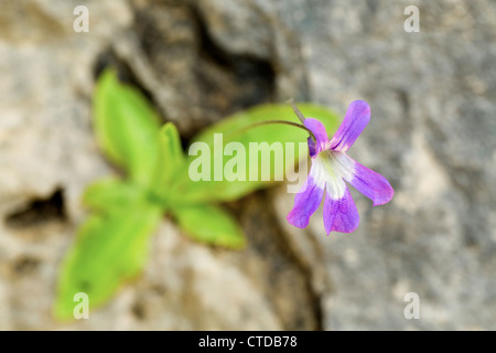 Tempo lasciato Butterwort; Pinguicula longifolia; Pirenei; Spagna Foto Stock