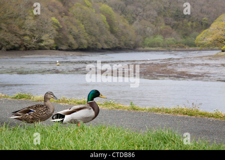 Germani reali; Anas platyrhynchos; coppia; Looe Cornwall, Regno Unito Foto Stock